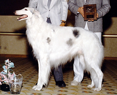 Top Conformation Borzoi 1989